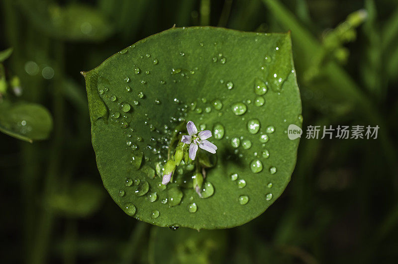 矿工的生菜;Claytonia perfoliata;Modini马亚卡马斯保护;索诺玛县;加州:蛇形区域;桔梗科，花小白花，叶大绿，可食用